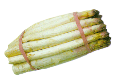 Spargel