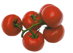 Tomaten